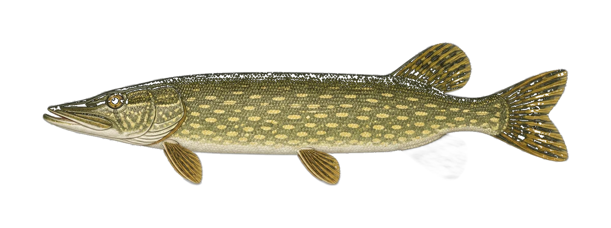 Pike